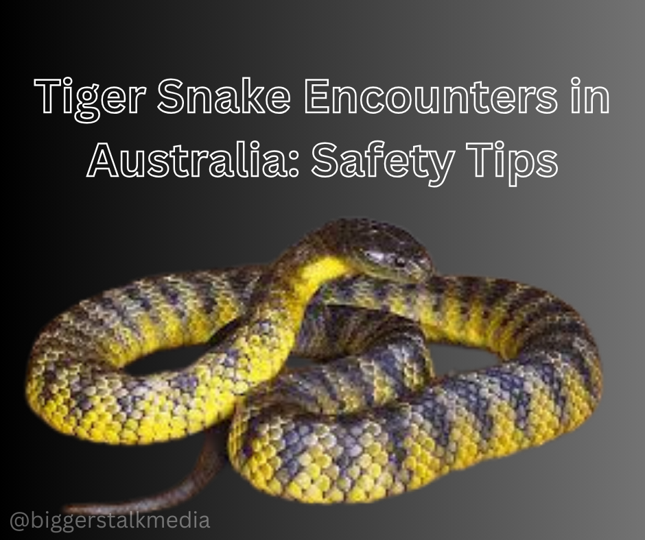 Read more about the article Recent Tiger Snake Incidents in Australia Spark Concern and Awareness